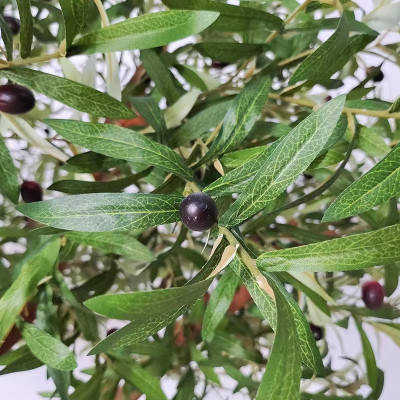 محاكاة شجرة الزيتون المناظر الطبيعية الكبيرة القائ...